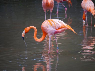 Karayip flamingoları ya da Amerikan flamingosu (Phoenicopterus ruber) su nehrinde dinlenen büyük bir flamingo türüdür.