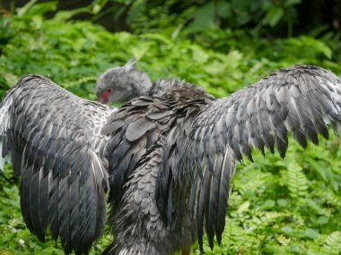 Kahverengi Kuğu Park 'ta çimlerin üzerinde duruyor.