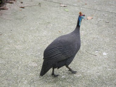 Miğferli guinafowl (Numida meleagris), Gine baykuşu familyasından en çok tanınan kuş türü.