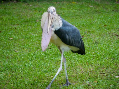 Marabou Leylek Kuşu (Leptoptilos crumenifer), leylek familyasından bir kuş türü..