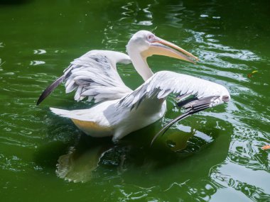Pelikan, büyük su kuşları kanatlarını aç