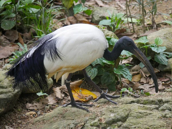 Afrykański Święty Ibis Threskiornis Aethiopicus Roaming Parku — Zdjęcie stockowe