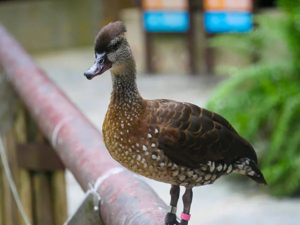 Niedliche Ente Streift Durch Park — Stockfoto