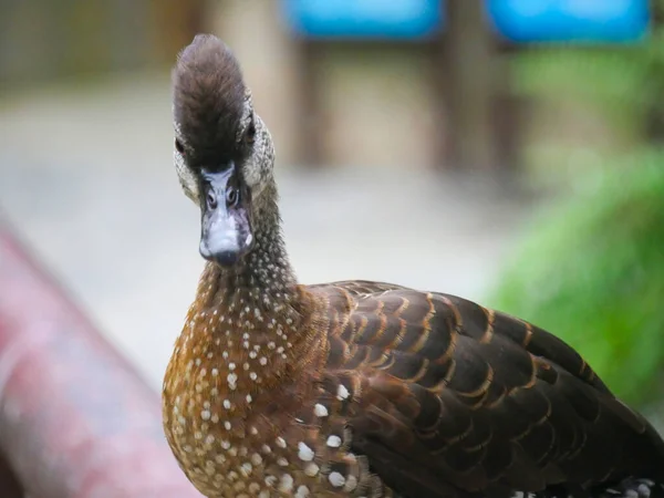 Cute Duck Roaming Park — Stock Photo, Image