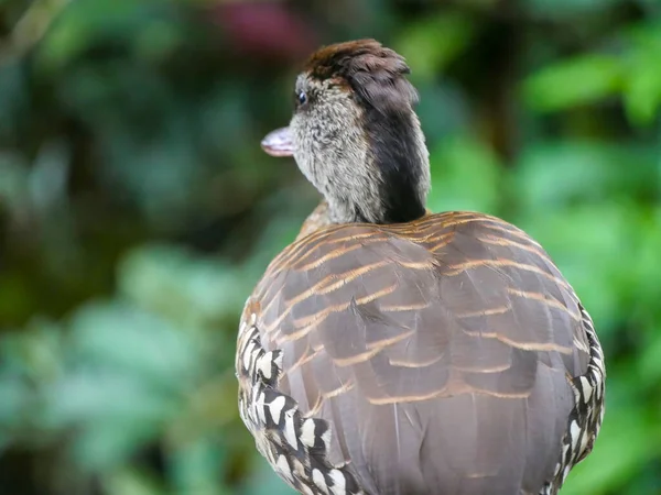 Cute Duck roaming in Park