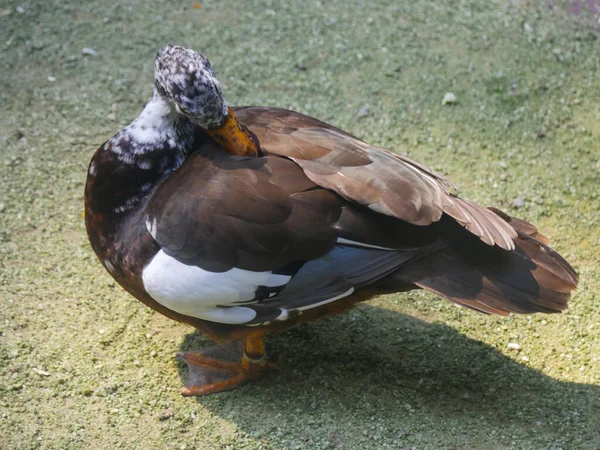 Pato Bonito Roaming Parque — Fotografia de Stock