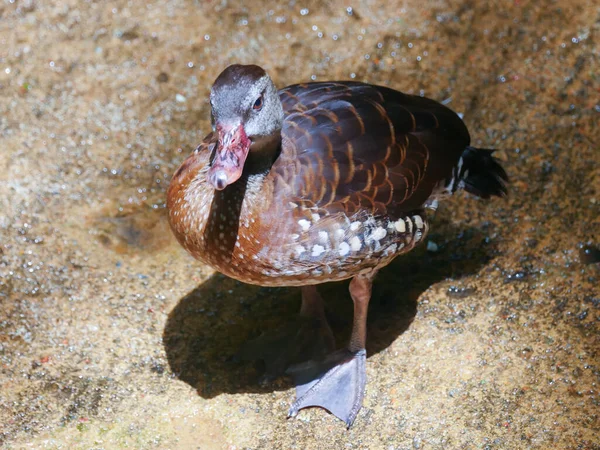 Cute Duck Roaming Parku — Zdjęcie stockowe