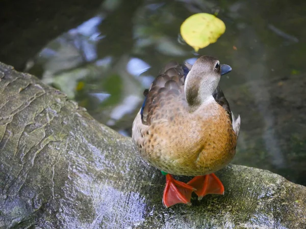 Cute Duck Roaming Pobliżu Stawu — Zdjęcie stockowe