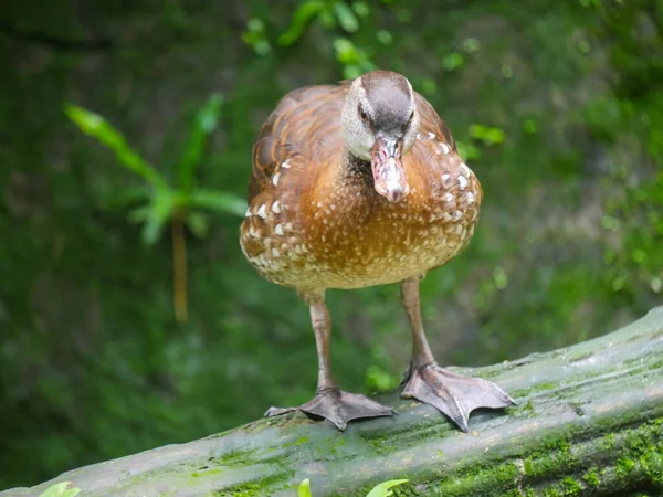 Cute Duck roaming in Park