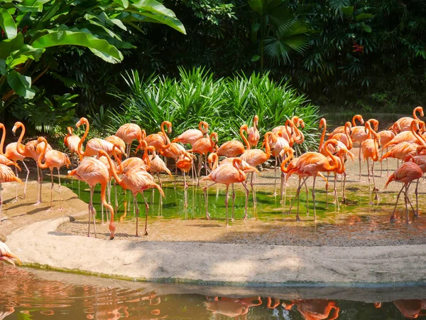Karayip flamingoları ya da Amerikan flamingosu (Phoenicopterus ruber) su nehrinde dinlenen büyük bir flamingo türüdür.
