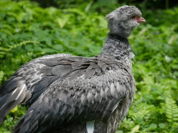 Brauner Schwan Steht Auf Rasenfläche Park — Stockfoto