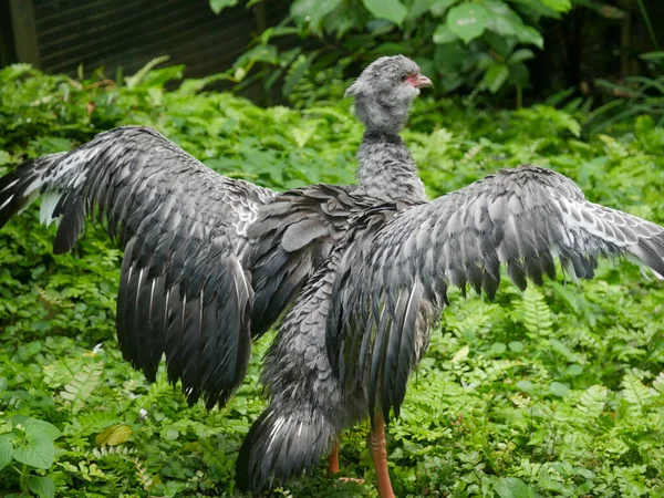 Brown Swan Bird Standing Grass Ground Park — Stock Photo, Image