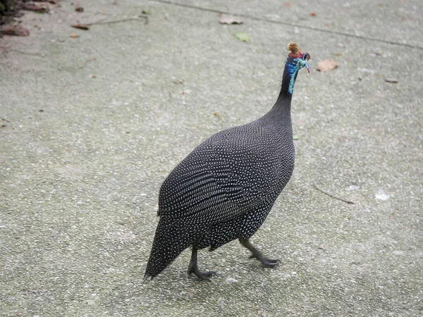Helmeted Guineafowl Numida Meleagris Best Known Guineafowl Bird Family Roaming — Stock Photo, Image