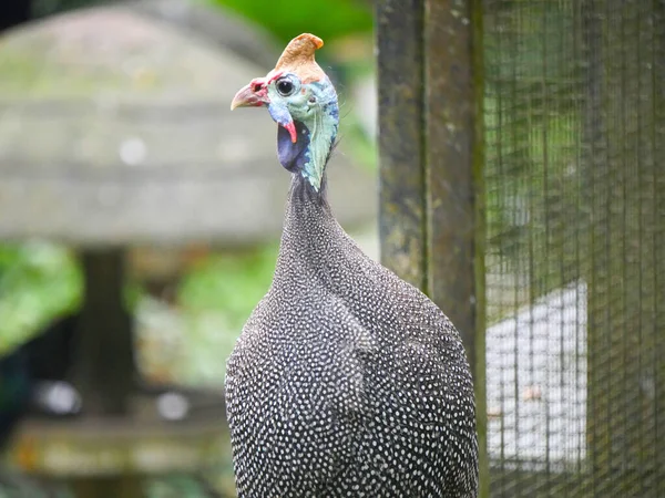 Helmeted Guineafowl Numida Meleagris Best Known Guineafowl Bird Family Roaming — Stock Photo, Image