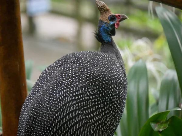 Helmeted Guineafowl Numida Meleagris Best Known Guineafowl Bird Family Roaming — Stock Photo, Image