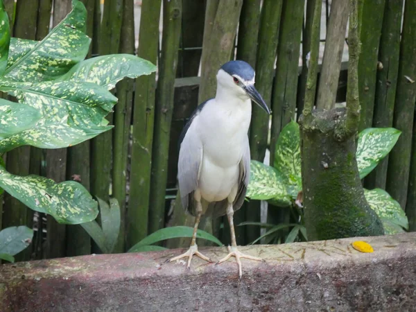 Heron Bird Standing Relaxing Park — Stock Photo, Image