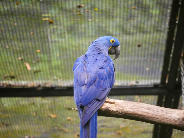 Hyacinth macaw Images - Search Images on Everypixel