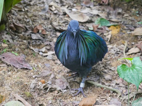 尼科巴鸽子 Nicobar Pigeon Caloenas Nicobarica 是一种在印度安达曼群岛和尼科巴群岛的小岛和沿海地区出没的鸟类 — 图库照片