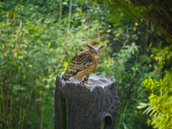 Gehörnte Eule Augen Weit Auf Sitz Auf Baumstamm — Stockfoto