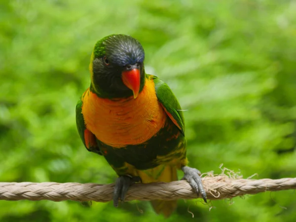 Maruld Lory Eller Ringblomma Lorikeet Även Känd Som Sumba Lorikeet — Stockfoto