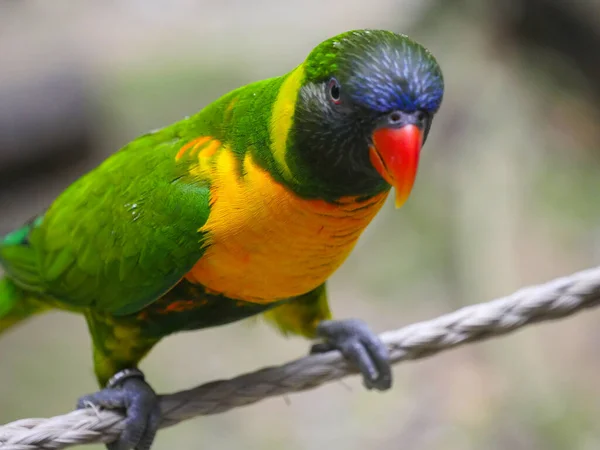 Ringelblume Oder Ringelblume Lorikeet Auch Als Sumba Lorikeet Trichoglossus Capistratus — Stockfoto