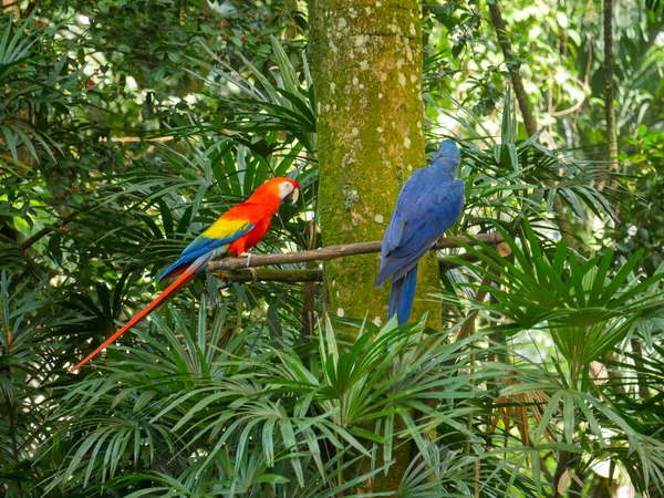 Arara Escarlate Ara Macao Papagaio Cor Azul Sentado Brach Árvore — Fotografia de Stock