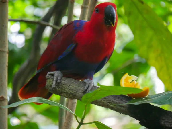 Red Color Parrot Species lorikeet eating food, orange fruit on branch of tree