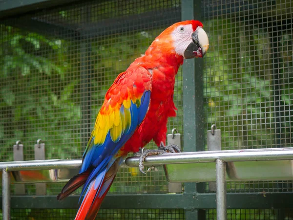 Scarlet Macaw Ara Macao Stor Röd Gul Och Blå Mellersta — Stockfoto