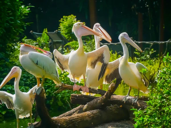 Pelican Big Water Birds Wide Open Wings — Stock Photo, Image