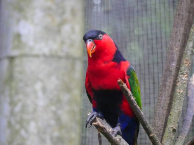 Mor peçeteli lori (