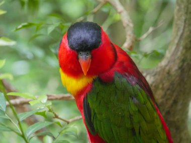 Mor peçeteli lori (