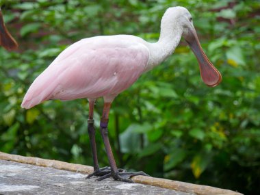 Roseate Spoonbill (Platalea ajajaja), Ibis ve Spoonbill familyasından bir kuş türü.