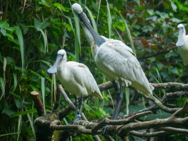 Spoonbill, parkta duran büyük, uzun bacaklı kuşların oluşturduğu bir cinstir Platalea.