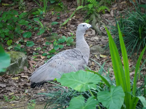 Grey Color Dove White Beak Roaming Park — Stock Photo, Image
