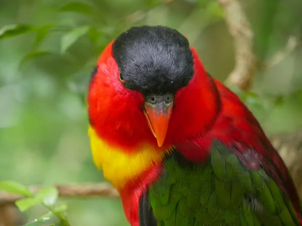 Lorius Domicella Una Especie Loro Familia Mordellidae —  Fotos de Stock