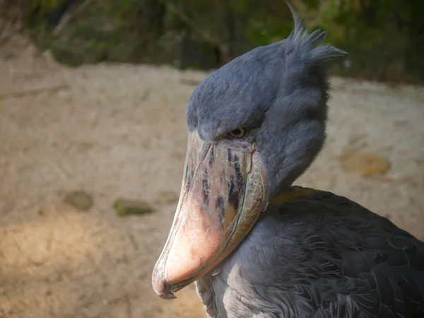 Shoebill Balaeniceps Rex Também Conhecido Como Cabeça Baleia Cegonha Cabeça — Fotografia de Stock