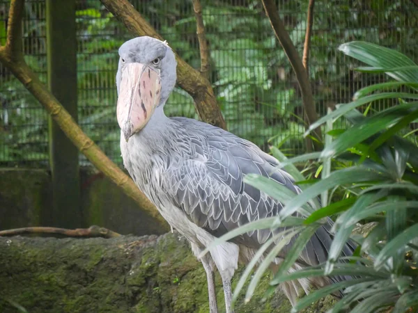 长须鲸 Shoebill Balaeniceps Rex 也被称为鲸头鹤 Whalehead 鲸头鹤 Whale Head Stork — 图库照片