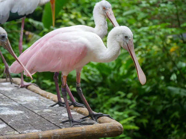 Roseate Spoonbill (Platalea ajajaja), Ibis ve Spoonbill familyasından bir kuş türü.