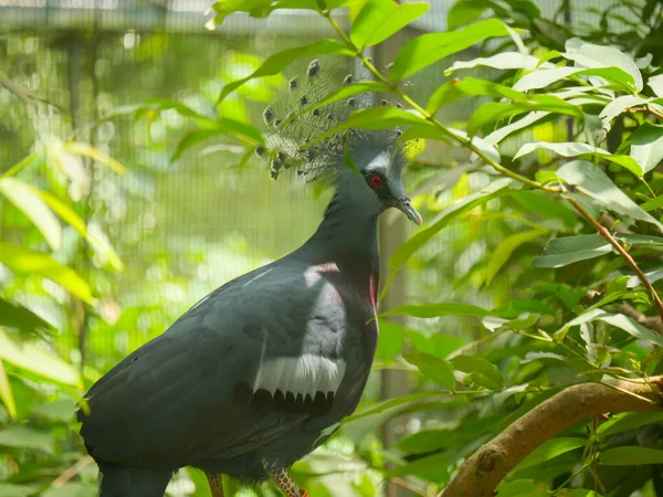 维多利亚王冠鸽 Victoria Crowned Pigeon 缩写为Goura Victoria 是一只蓝灰色的大鸽子 有优雅的蓝色花边花冠 栗色胸部和红色虹膜在公园里漫游 — 图库照片