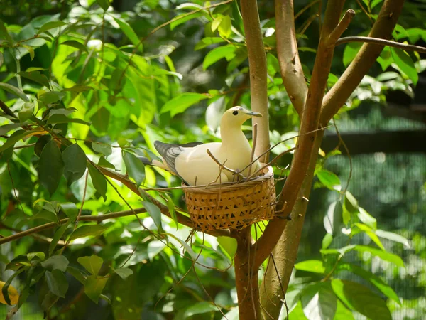 Paloma Imperial Blanca Ducula Bicolor Una Especie Relativamente Grande Paloma —  Fotos de Stock