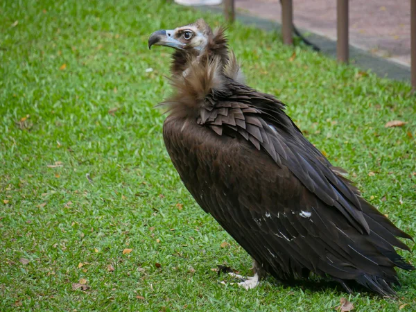 松果体秃鹫 Aegypius Monachus 是一种大型猛禽 也被称为黑色秃鹫 僧侣秃鹫和欧亚黑色秃鹫在公园游荡 — 图库照片