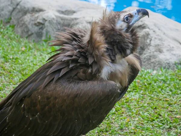 Der Geier Aegypius Monachus Ist Ein Großer Greifvogel Der Auch — Stockfoto