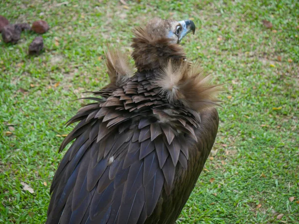 Cinereous Gier Aegypius Monachus Een Grote Roofvogel Ook Bekend Als — Stockfoto