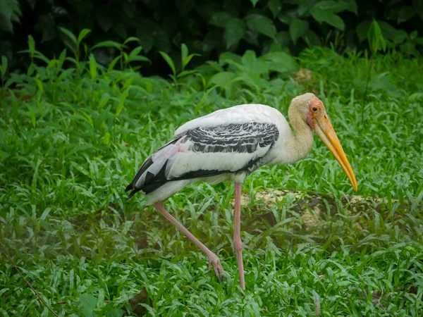 American White Ibis Bird Eudocimus Albus Gatunek Ptaka Rodziny Ibis — Zdjęcie stockowe