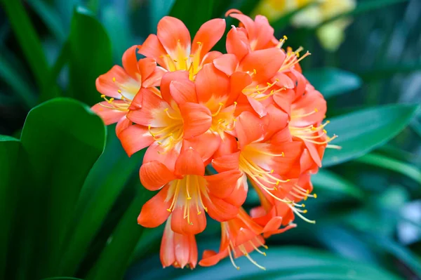 Clivia Miniata Flor Laranja Clivia Miniata Lírio Natal Lírio Arbusto — Fotografia de Stock