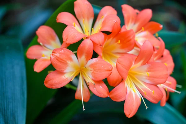 クリビアミナタオレンジ色の花 クリビア ミニアタ ナチュラル ユリまたはブッシュ ユリまたはカファー — ストック写真