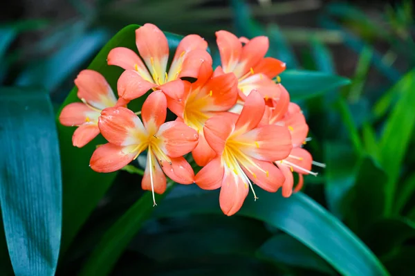 クリビアミナタオレンジ色の花 クリビア ミニアタ ナチュラル ユリまたはブッシュ ユリまたはカファー — ストック写真