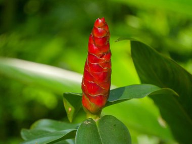 Costus Woodsonii (Kırmızı Düğme Ginger) egzotik torpido şeklindeki çiçeklerle