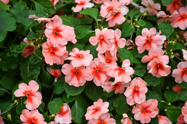 Güzel Pembe Çiçekler Bahçede Çiçek