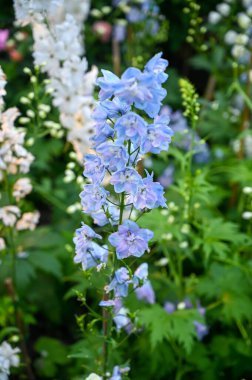 Güzel Mor Çiçekler Bahçede Çiçek